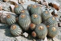 Copiapoa aff tenebrosa PV 1931.jpg